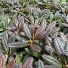 Rhododendron Sun Glory Rhododendron Sun Glory