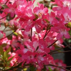 Evergreen Azalea Izumi-no-mai