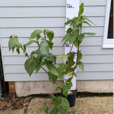 Calycanthus Aphrodite