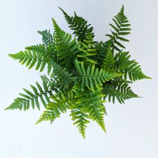 Dryopteris affinis AGM