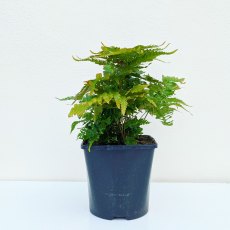 Dryopteris erythrosora AGM