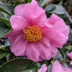 Camellia Winter's Charm Camellia Winter's Charm