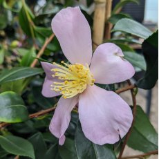 Camellia sasanqua 'Maiden's Blush'