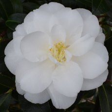 Camellia x williamsii 'China Clay' AGM Camellia x williamsii 'China Clay' AGM