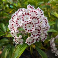 Kalmia latifolia ‘Nani’ Kalmia latifolia ‘Nani’