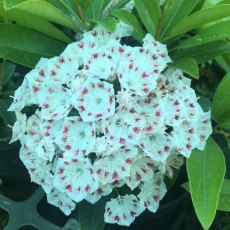 Kalmia latifolia ‘Nani’ Kalmia latifolia ‘Nani’