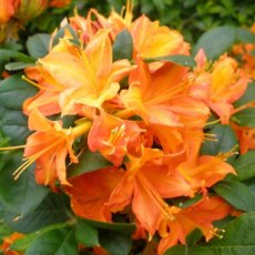 Deciduous Azalea Midsummer Glow Deciduous Azalea Midsummer Glow