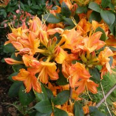 Deciduous Azalea Midsummer Glow Deciduous Azalea Midsummer Glow