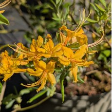 Deciduous Azalea flammeum Deciduous Azalea flammeum