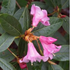 Rhododendron Johnnie Johnston