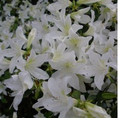 Evergreen Azalea Palestrina AGM