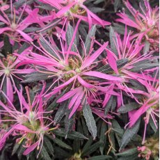 Evergreen Azalea Star Style Lilac Evergreen Azalea Star Style Lilac