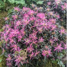 Evergreen Azalea Star Style Lilac Evergreen Azalea Star Style Lilac