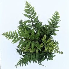 Athyrium otophorum var 'Okanum' AGM