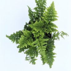 Dryopteris dilatata 'Crispa Whiteside' AGM