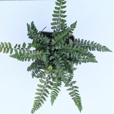 Polystichum polyblepharum AGM