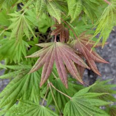 Acer shirasawanum 'Moonrise' Acer shirasawanum 'Moonrise'