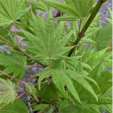 Acer shirasawanum 'Moonrise' Acer shirasawanum 'Moonrise'