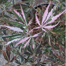 Acer palmatum 'Extravaganza'