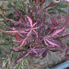 Acer palmatum 'Extravaganza'