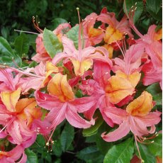 Deciduous Azalea Fruit Salad