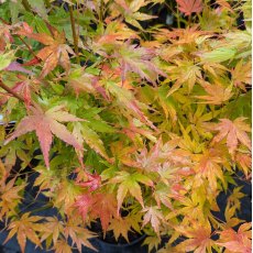 Acer palmatum 'Going Green'