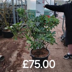 Rhododendron Mrs A .T. de la Mare AGM - Open Ground Plant Rhododendron Mrs A .T. de la Mare AGM - Open Ground Plant