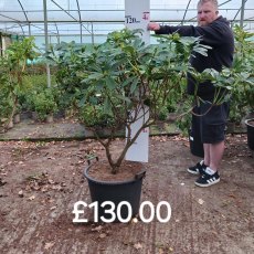 Rhododendron Mrs A .T. de la Mare AGM - Open Ground Plant Rhododendron Mrs A .T. de la Mare AGM - Open Ground Plant