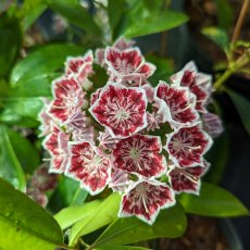 Kalmia latifolia ‘Carousel’