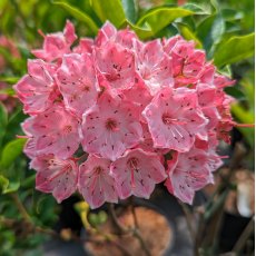 Kalmia latifolia 'Ostbo Red'