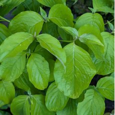 Cornus florida Cornus florida