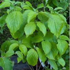 Cornus florida Cornus florida