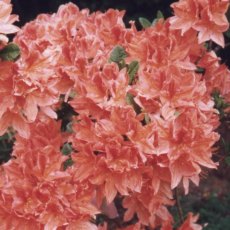 Deciduous Azalea Hamlet