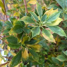 Enkianthus campanulatus AGM