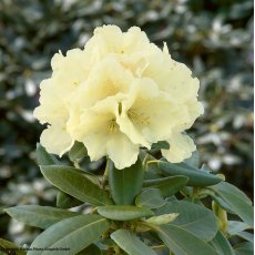 Rhododendron Centennial Gold