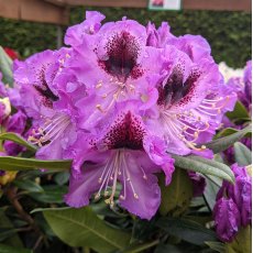 Rhododendron Blaue Jungs