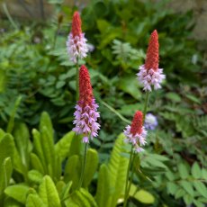 Primula vialii