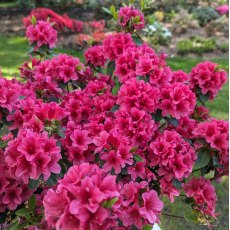 Evergreen Azalea Benny Gery