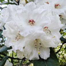 Rhododendron Bustard