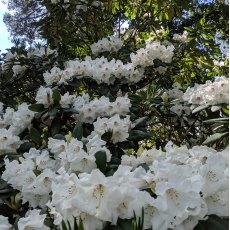 Rhododendron Bustard