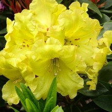 Rhododendron Junigold