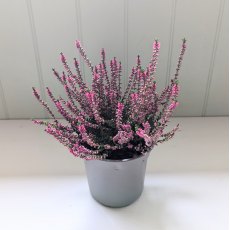 Calluna vulgaris 'Allegro'