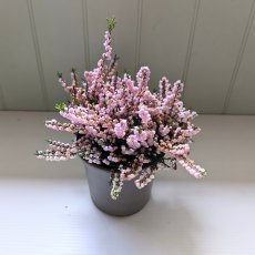 Calluna vulgaris 'County Wicklow' AGM