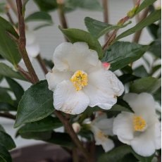 Camellia transnokoensis AGM