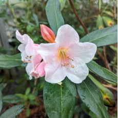 Rhododendron Cinnandrum