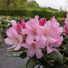 Rhododendron Paola INKARHO