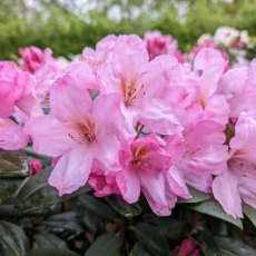 Rhododendron Paola INKARHO