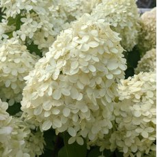 Hydrangea paniculata 'Grandiflora'