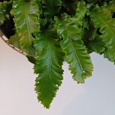 Asplenium scolopendrium Angustifolium (Narrow Hart's Tongue Fern)