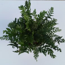 Polystichum tsussimense AGM  (Korean Rock Fern)